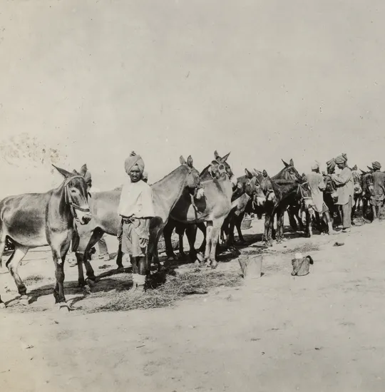 Donkeys in the Middle East.